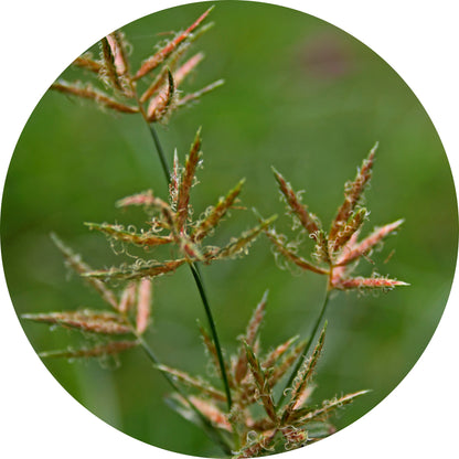 Lumea Skin Cyperus Rotundus Serum